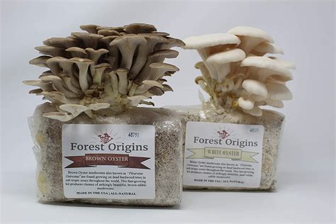 are mushroom grow kits legal in canada